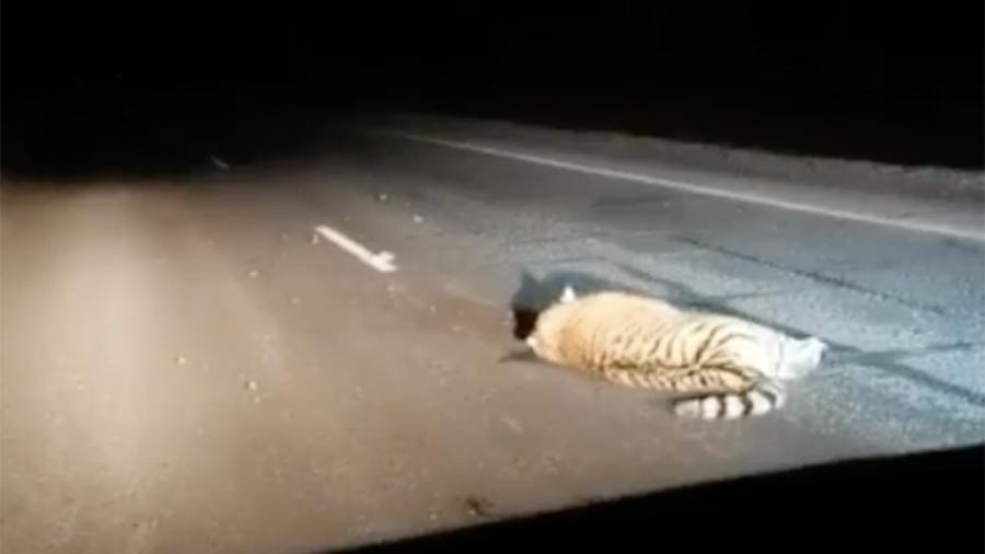 Рейсовый автобус сбил амурского тигра в Приморье<br />
